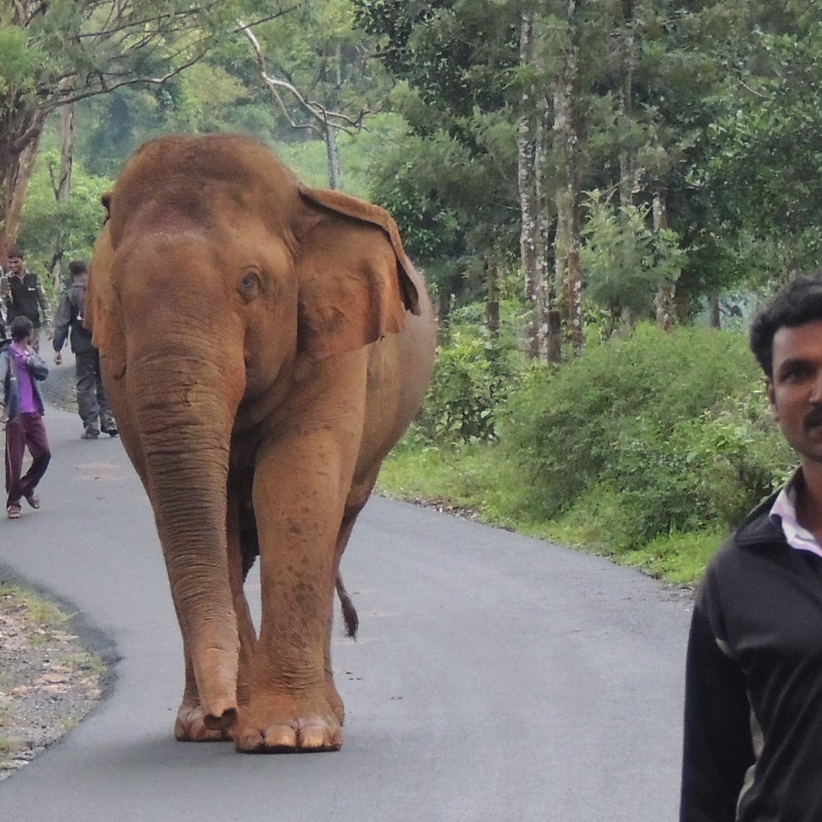 Can Elephants And Humans Live Together Environment The Guardian