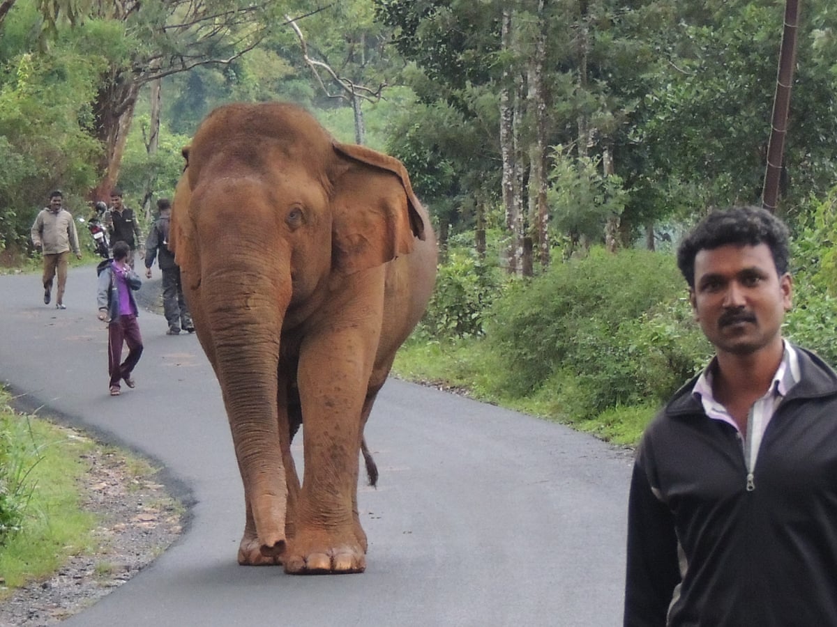 Are Elephants Nice to Humans