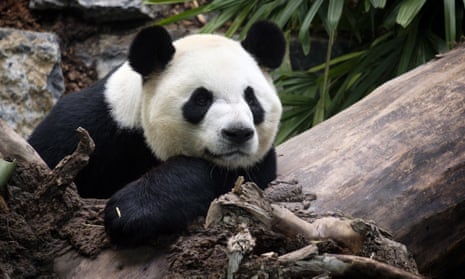Da Mao at the Calgary Zoo on 7 May 2017. Da Mao and Er Shun arrived in Calgary in 2018 after spending five years at the Toronto Zoo. 