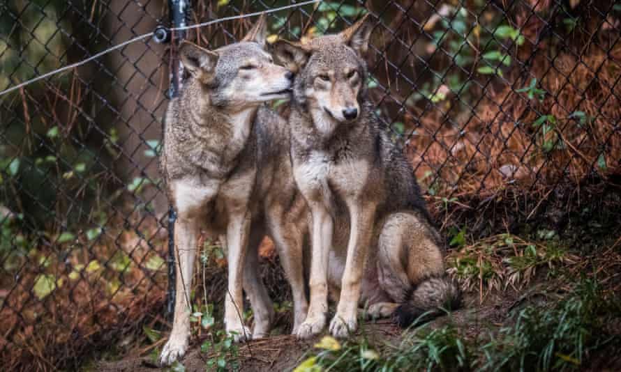 Red Wolves Puppies at the North Carolina Museum of Life &; Sciences in Raleigh, North Carolina.