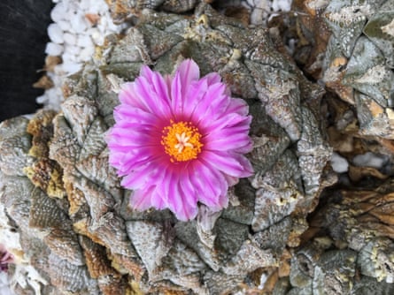 A cactus with a pink flower