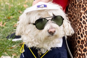 A dog in sunglasses and baseball cap.