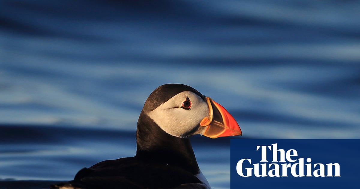 Three sugar cubes worth of plastic enough to kill a puffin, study finds