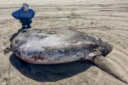 An adult in a blue windbreaker and white hat kneels beside a large, circular, gray animal with one fin lying on the ground. The fish looks about five feet across.
