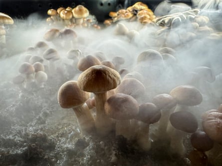 Small, brownish-yellow-capped mushrooms amid fog.