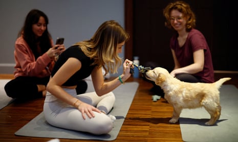 Participants play with a golden retriever puppy during a yoga class. But Italy has now banned the practice.