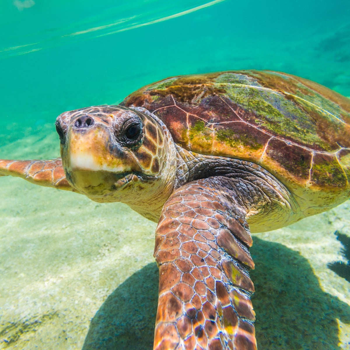 Pandemic Gives Breathing Room To Endangered Sea Turtles Marine Life The Guardian Pandemic Gives Breathing Room To Endangered Sea Turtles Marine Life The Guardian