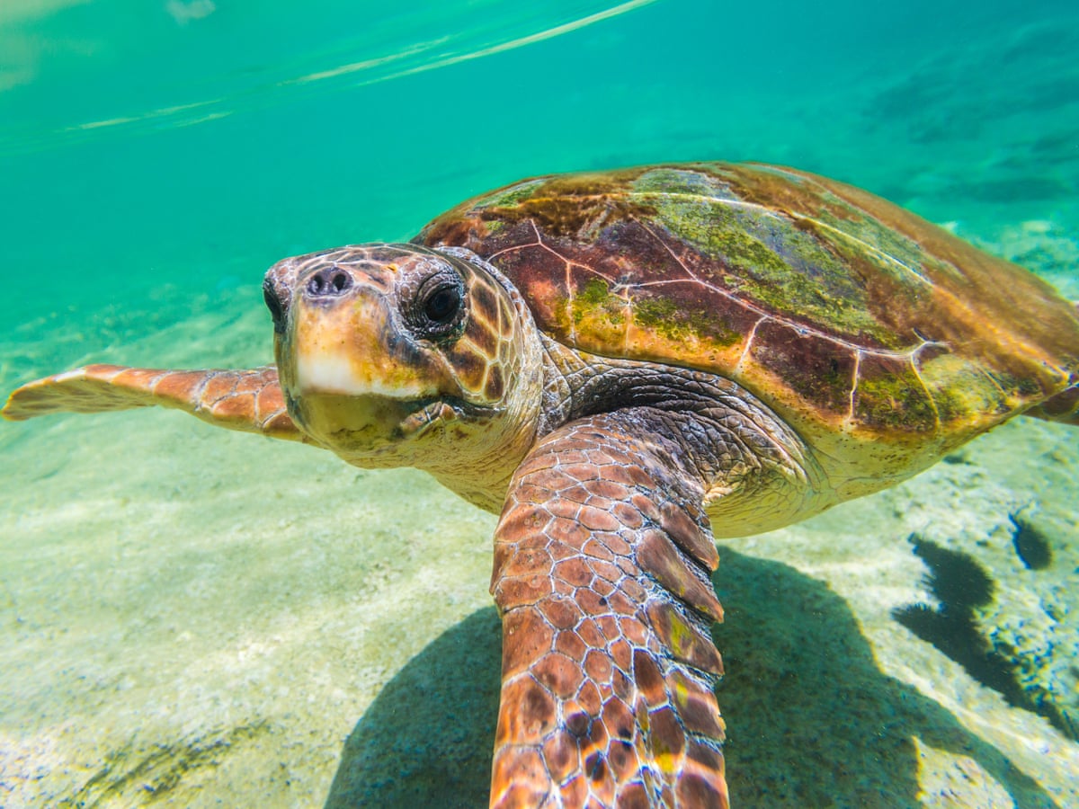 Loggerhead Turtle Habitat