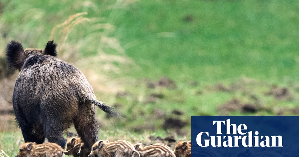 Week in wildlife: wild boar babies, fenland ponies and a slug with strange genitalia