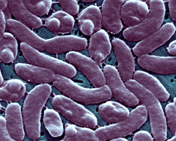 Louisiana warns beachgoers amid surge in flesh-eating bacteria infections — image supplied by The Guardian World's feed