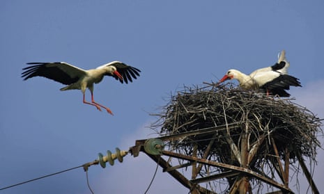 Storks nesting on an electrical post in Spain