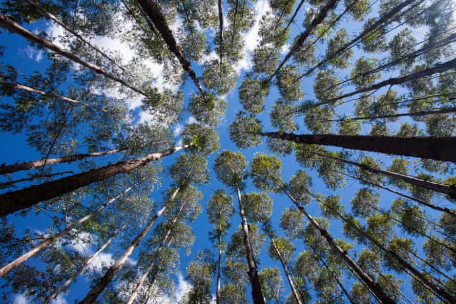 Pine and eucalyptus plantation