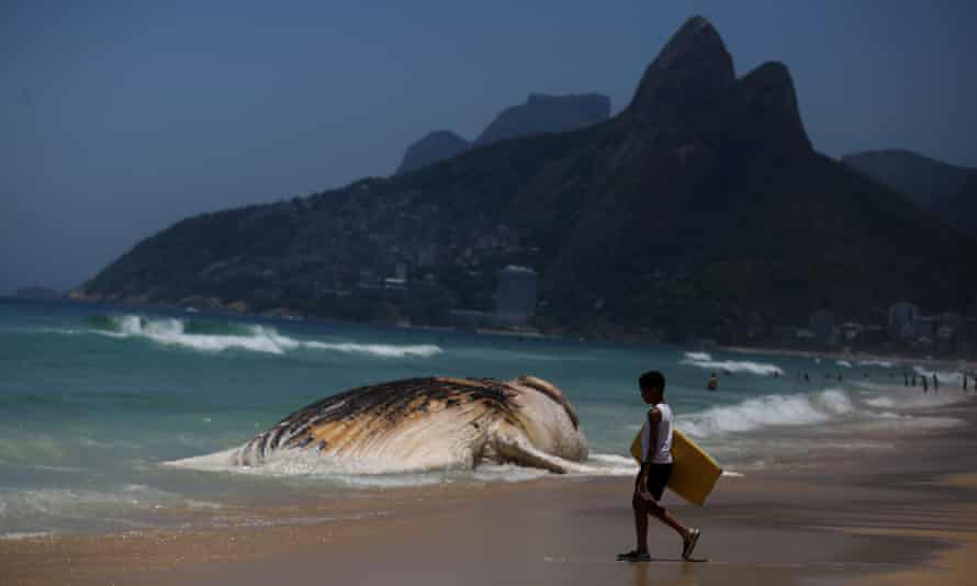 Dead Whale Washes Up On Rio De Janeiro S Ipanema Beach Brazil The Guardian Dead Whale Washes Up On Rio De Janeiro S Ipanema Beach Brazil The Guardian