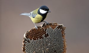 Obtener semillas de calidad a la medida de su parcela para la libre 1 Seedy supper: a great tit enjoying some sunflower seeds.