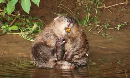 Beaver is pictured at River Otter, Devon