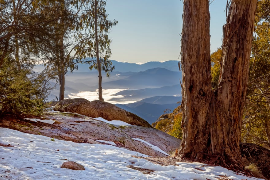 Gum trees in the snow. Mount Buffalo national park, Victoria