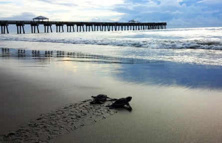 sea turtles crawl towards the water