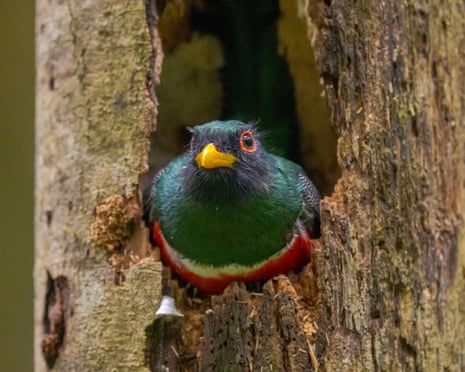 A male masked trogon on the nest at Buenaventura reserve.
