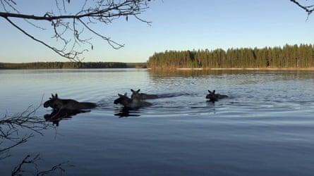 Moose caught on camera.