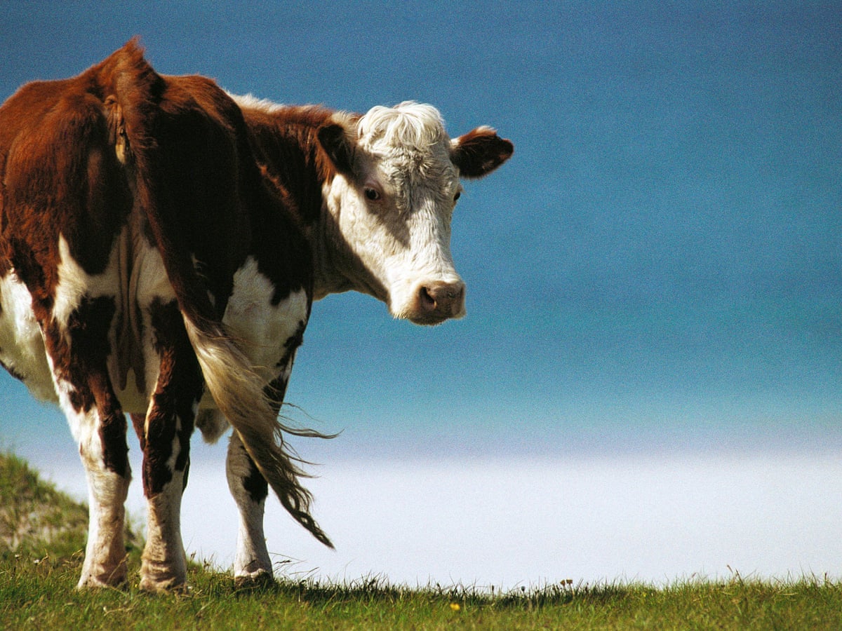 What Eats A Cow What Eats