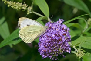 A large white butterfly