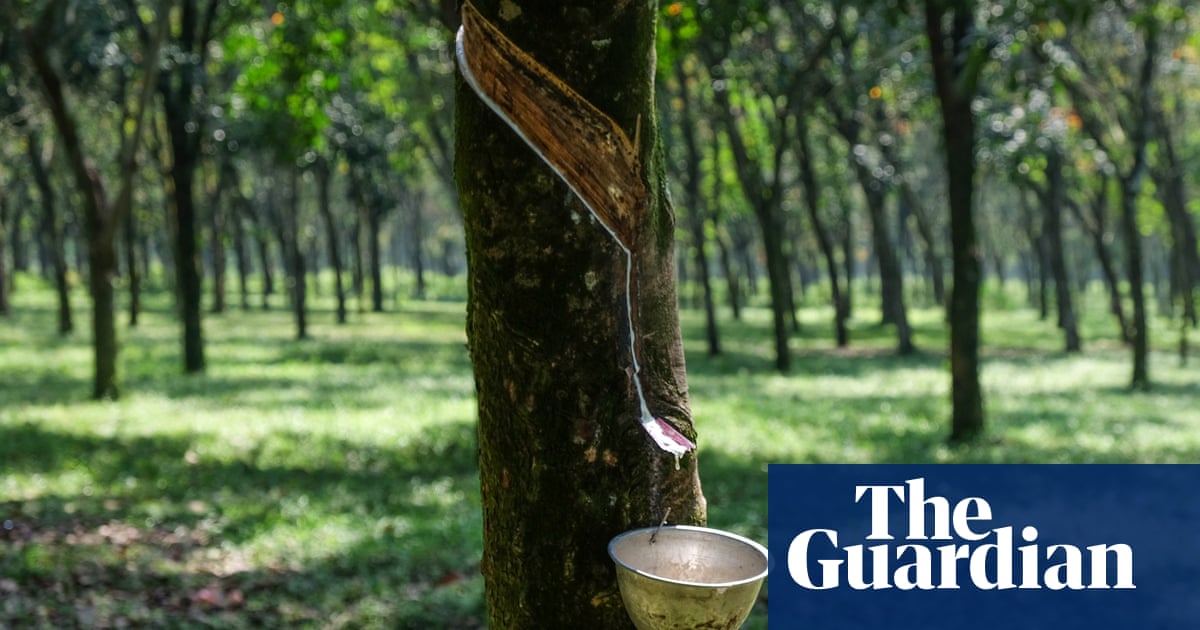 Reducing scope of EU anti-deforestation law ‘misguided’, say scientists