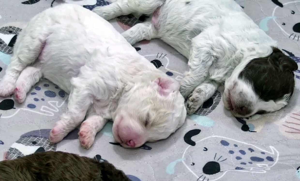 Two lagotto romagnolo puppies sleep side by side on a patterned blanket