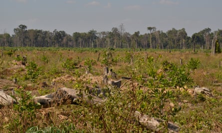 Cambodia's rainforest