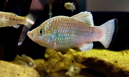 A small fish in a tank with low eyes