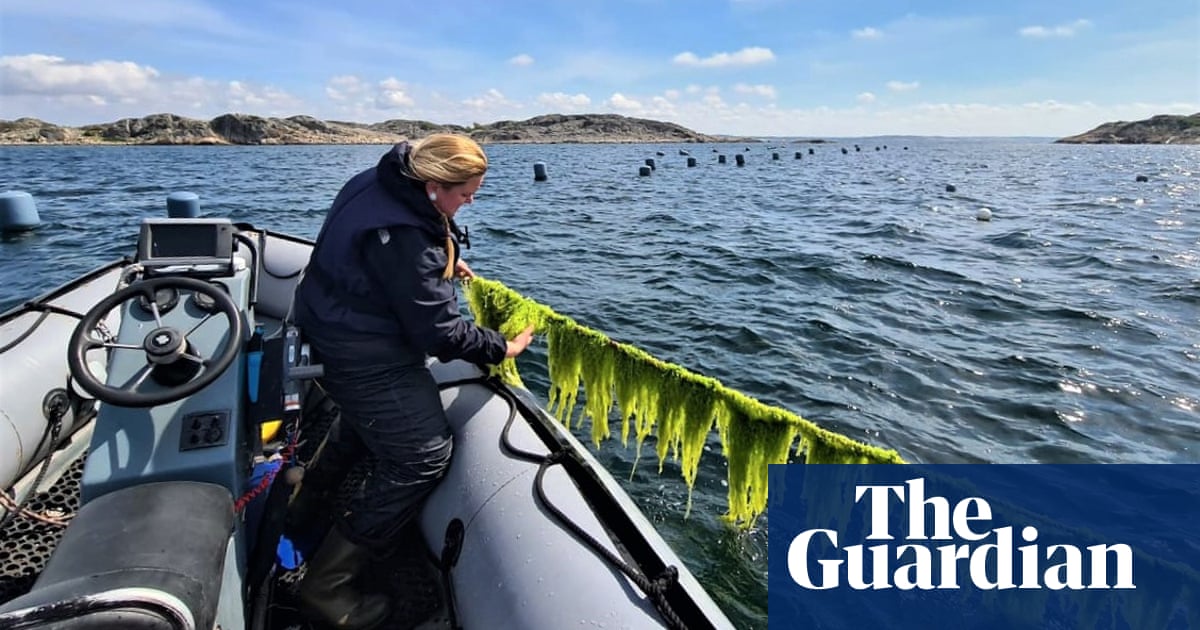 Sea-farmed supercrop: how seaweed could transform the way we live