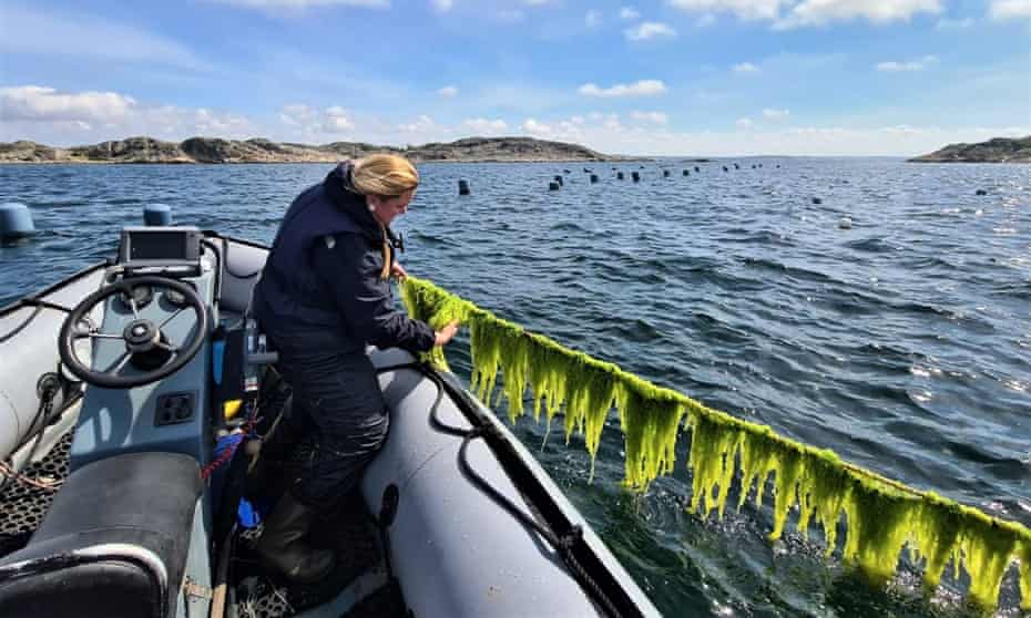 Seaweed ecologist Dr Sophie Steinhagen inspects the crop  at the seafarm in the Koster archipelago in Sweden.