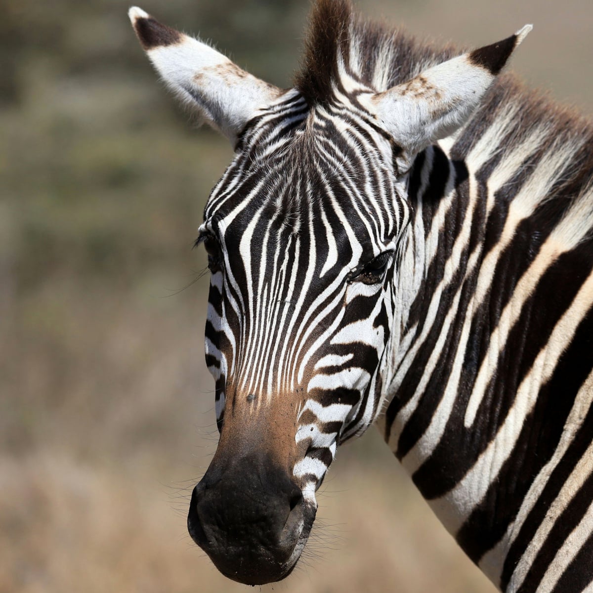 Craziest thing': Police use Taser on escaped zebra in Tennessee | Tennessee  | The Guardian