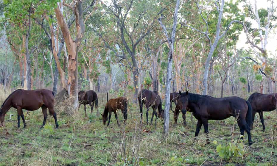 Feral horses in Kakadu National Park