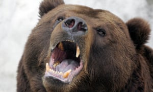 Russian bear