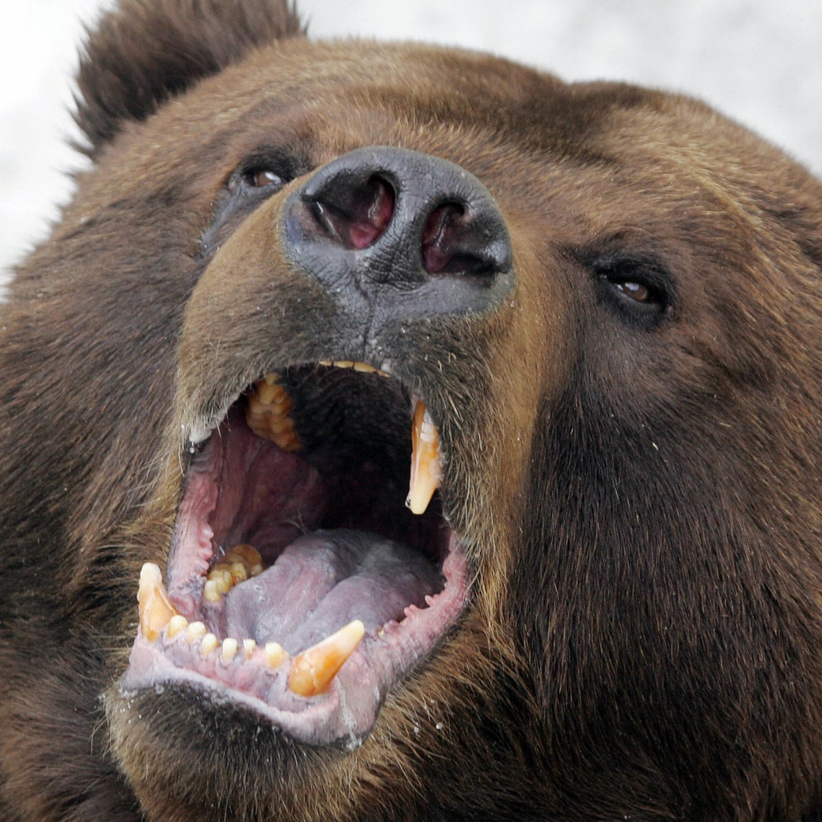Russian town besieged by hungry bears | Russia | The Guardian