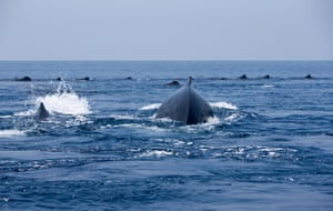 A cluster of 30 battle-scarred males had come together to protect females and their young, demonstrating the loyalty for which their species is famous. Their attackers were fellow whales: orca, or killer whales, so called because they kill whales – even sperm whales, three times their size. Here, two more sperm whales arrive to bolster the defence. Hal Whitehead, a scientific expert on sperm whales, says such attacks are rarely witnessed by humans.