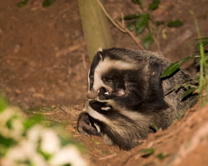 Country diary: Ding ding! Round 2 for the brawling badgers | Ed Douglas