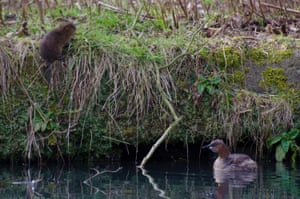 Um rato-d'água e um pequeno mergulhão no canal de Cromford