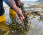 Country diary: The hard, heavy work of harvesting seaweed | Kirsteen Bell