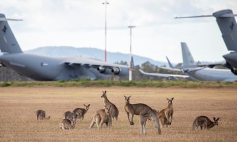 A mob of kangaroos looking on as joint US-Australia military exercises commence at RAAF Base Amberley, in Queensland in July. Australia has indicated further deployments of US troops will be forthcoming.  