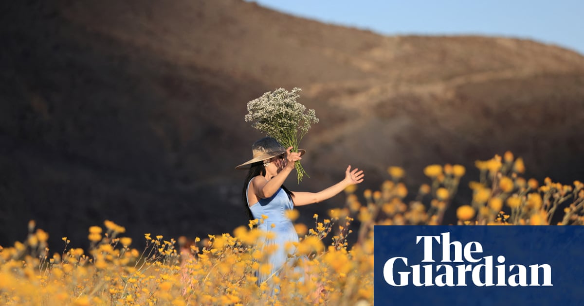 In search of wildflowers? This whimsical hotline will help you find the best | California