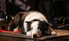 Canine film stars battle it out in doggy Oscars: will Messi the collie get teeth into top Fido award?