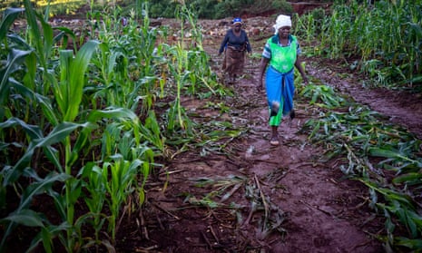 A field of maize devastated by Cyclone Idai, near Ngangu, in Chimanimani