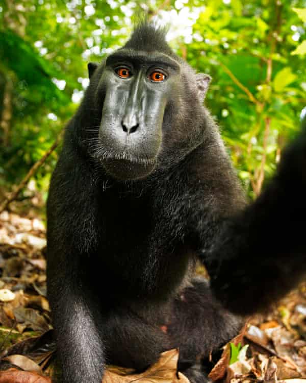 Monkey selfie photographer says he's broke: 'I'm thinking of dog walking' |  Wildlife | The Guardian