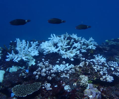 Koral i zbardhur në pjesën e përparme të shkëmbinjve buzë liqenit, shkëmbi nënujorë Ningaloo, Australia Perëndimore.