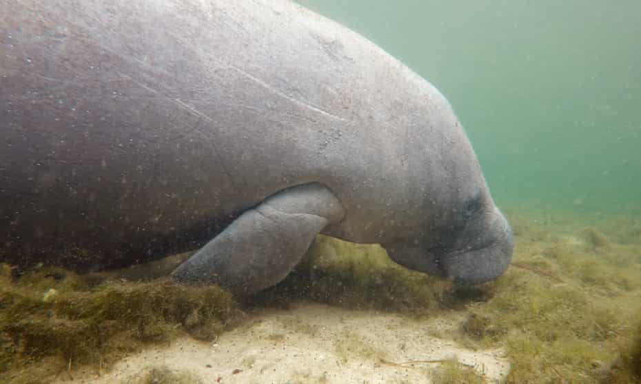 Normally plump, manatees along Florida’s coast have shown signs of starvation.