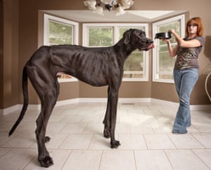Woman with huge Great Dane