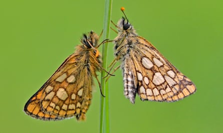 Chequered skipper butterflies.