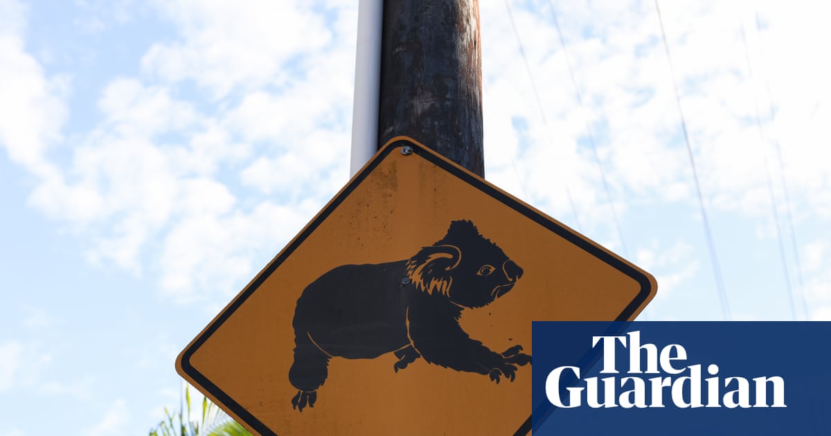 Minns's $140m great koala national park will obliterate' regional towns, Coalition claims