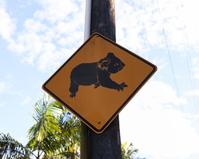 Minns’s $140m great koala national park will ‘obliterate’ regional towns, Coalition claims